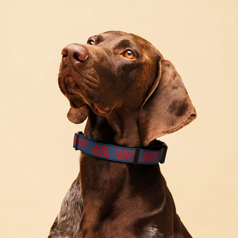 Good Boy Logo Pet Collar - Image 5